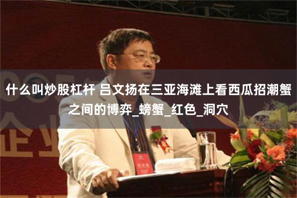 什么叫炒股杠杆 吕文扬在三亚海滩上看西瓜招潮蟹之间的博弈_螃蟹_红色_洞穴